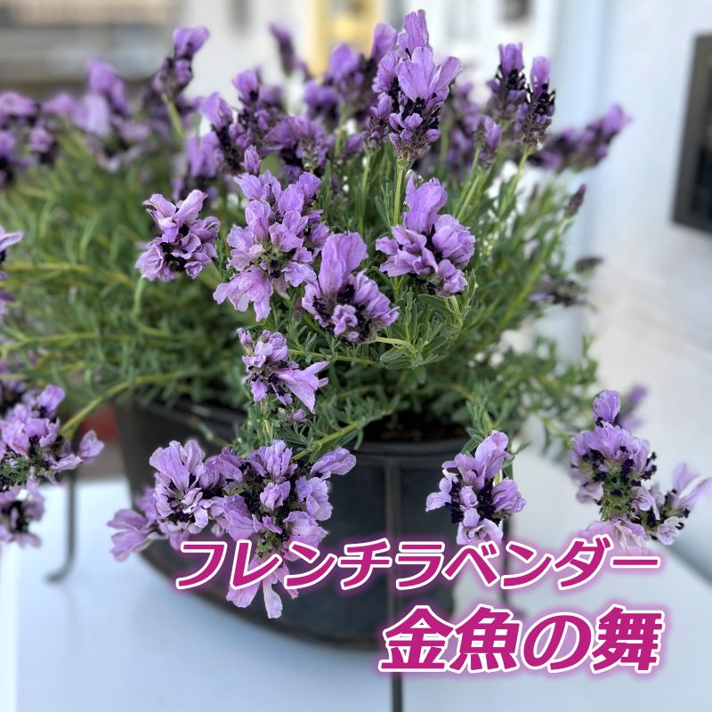 ラベンダー フレンチラベンダー ストエカス スパニッシュ 4号鉢 苗 鉢