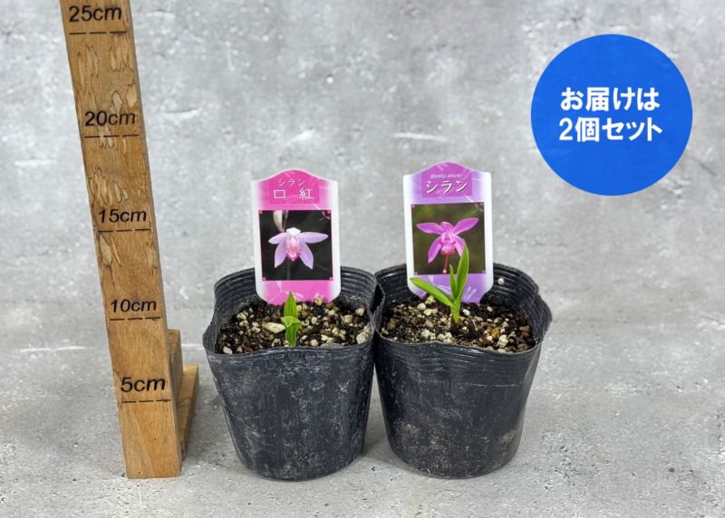 シラン 口紅シラン 紫蘭 2個セット 10.5cm ポット 苗 花 植物 通販
