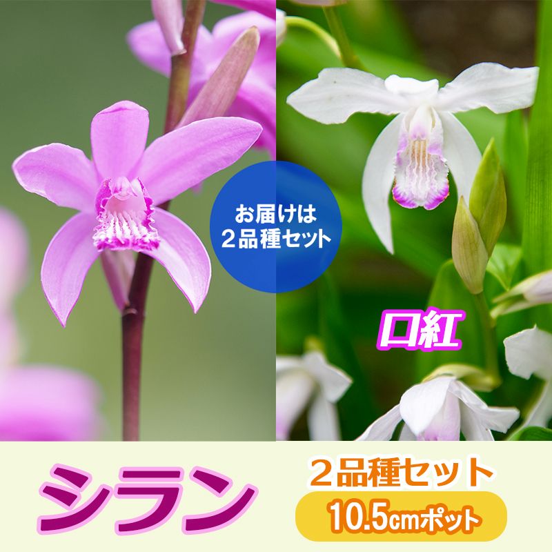 紫蘭シラン苗 蘭朱蘭 球根 斑入り葉も混植 芽吹き後 色は確認30円〜 シラン(紫蘭) 斑入り葉【花苗 3.5号ポット】｜ 【植物のITANSE