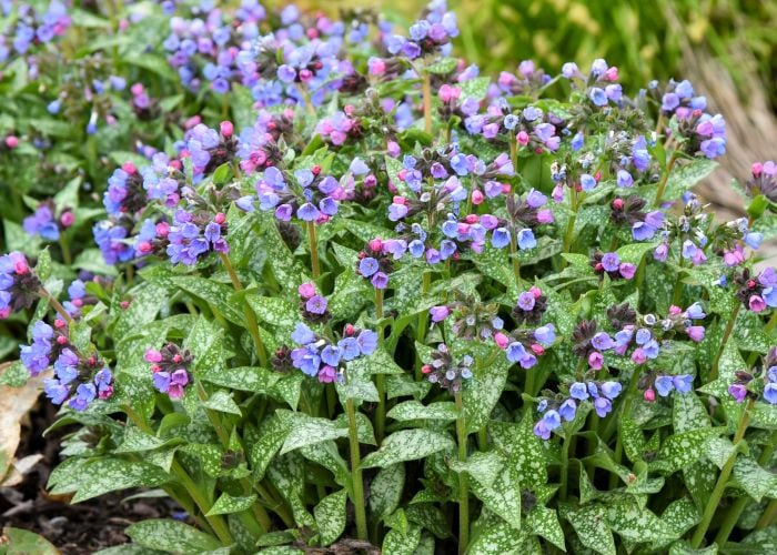 プルモナリア ピンクアブルー 11cm ポット 苗 花 植物 通販 greenery