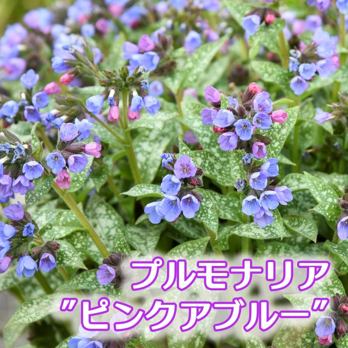 プルモナリア <br>ピンクアブルー<br>11cmポット<br>