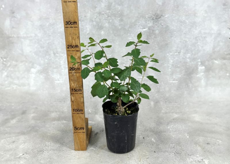 かぼす 3年生 苗木 実つき 21cm 7号ポリポット入り かぼす 3年生 苗木 実つき 21cm 7号ポリポット入り 苗木・植木 かぼす