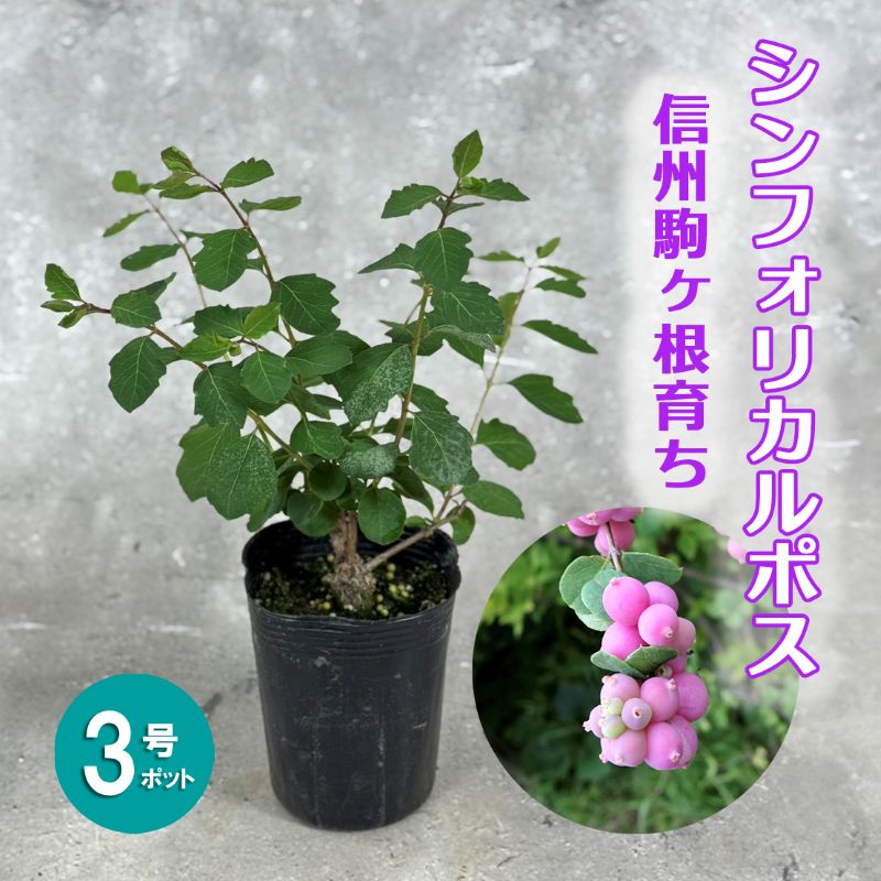 銀木犀（ギンモクセイ） 5号ポット苗