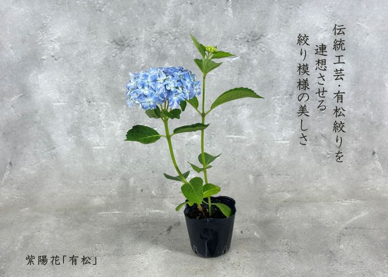 紫陽花 アジサイ「有松」アリマツ 3号 ポット苗 花 植物 通販 greenery