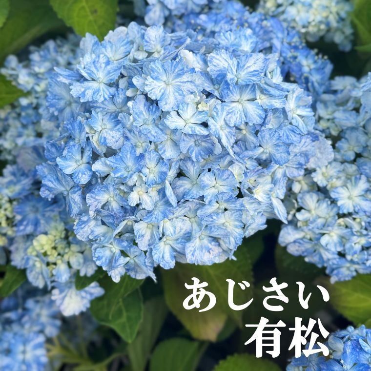 紫陽花 アジサイ「有松」アリマツ 3号 ポット苗 花 植物 通販 greenery