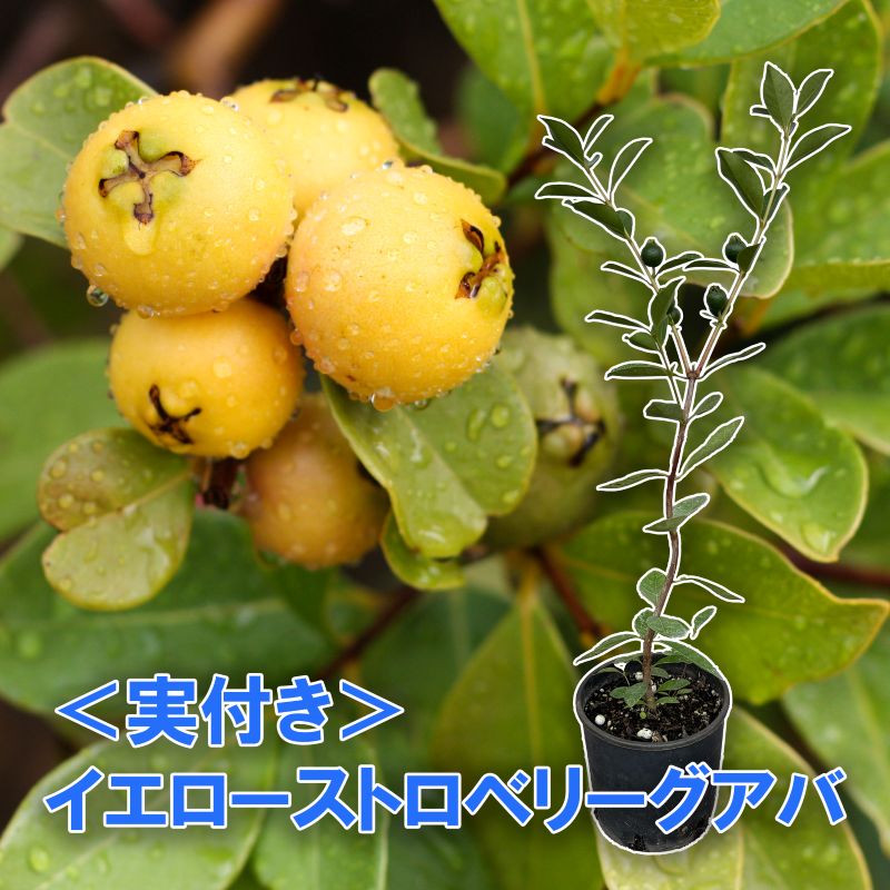 熱帯果樹 商品一覧 観葉植物・果樹苗の通販ならgreenery(グリーナリー)