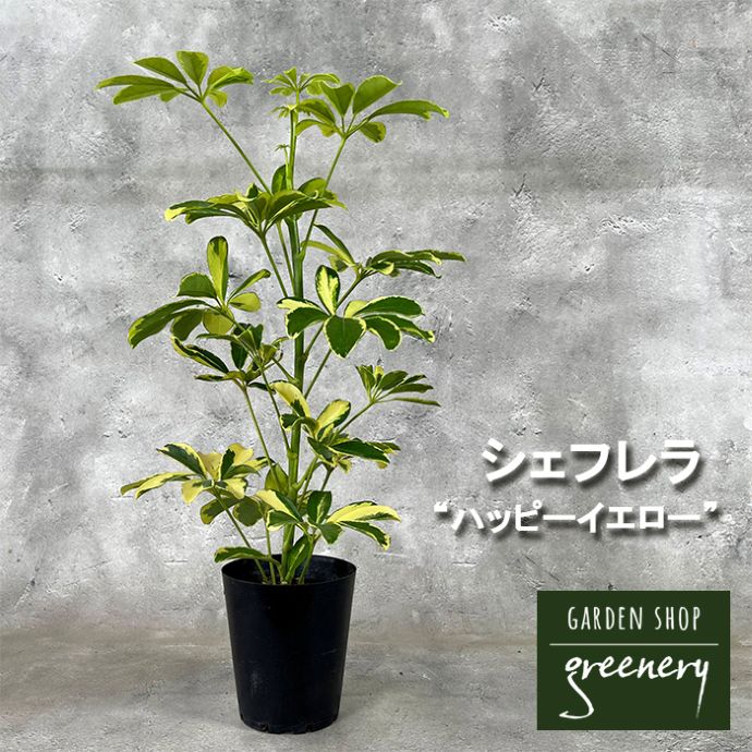 おしゃれな観葉植物 商品一覧 greenery(グリーナリー) 初心者に