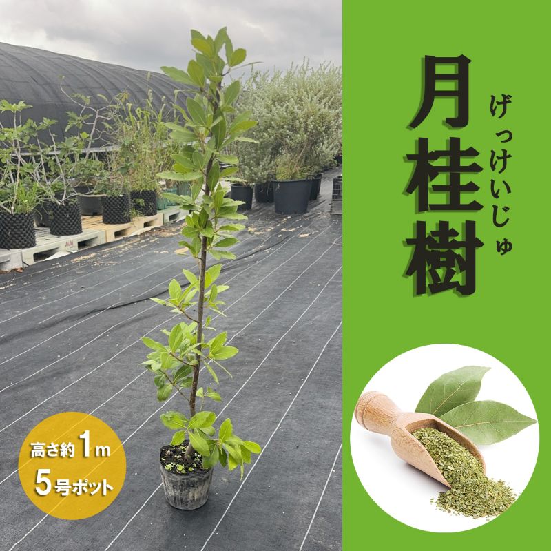 月桂樹（ローレル）5号ポット苗 園芸 ガーデニング 通販 greenery