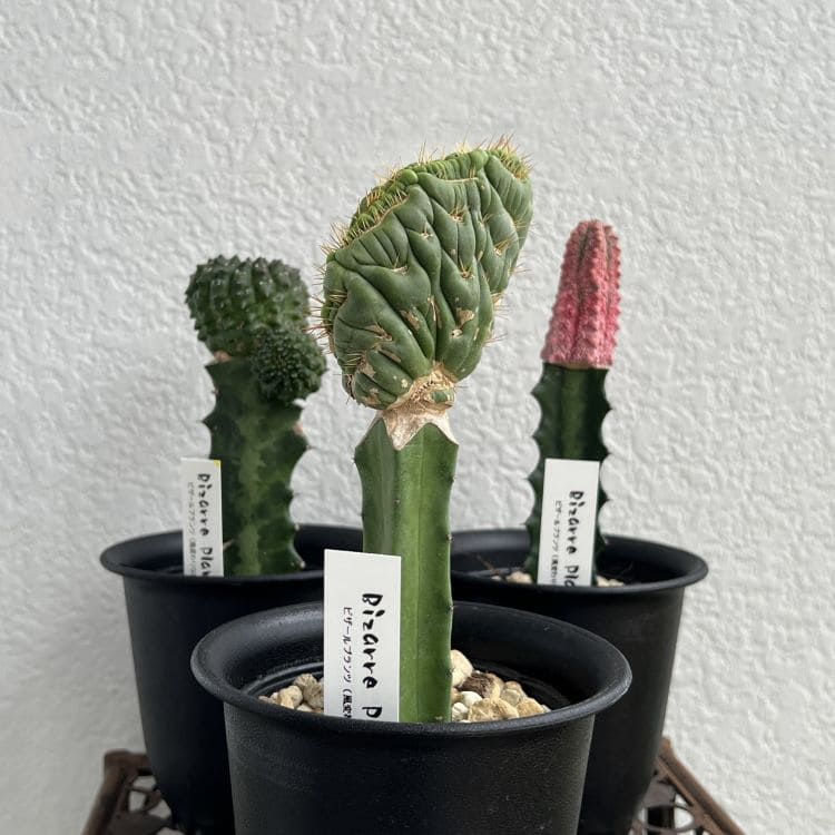 綴化株❗️ ユーリキニアカスタネアスピラリス綴化