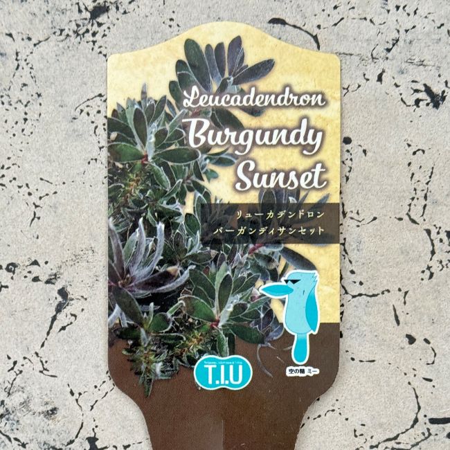 リューカデンドロン バーガンディサンセット 7号 プラ鉢 切り花 花木