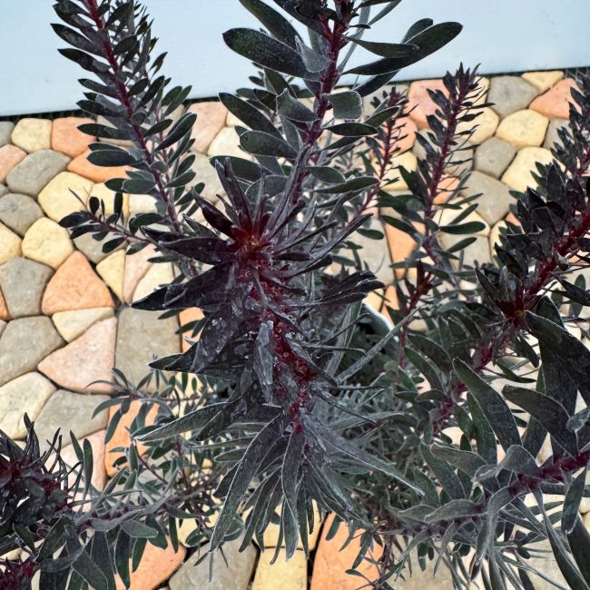 リューカデンドロン バーガンディサンセット 7号 プラ鉢 切り花 花木