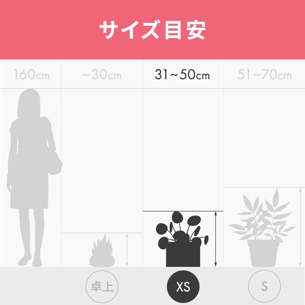 ユーフォルビア アブデルクリ（グレー） 接木おろし 4号プラ鉢