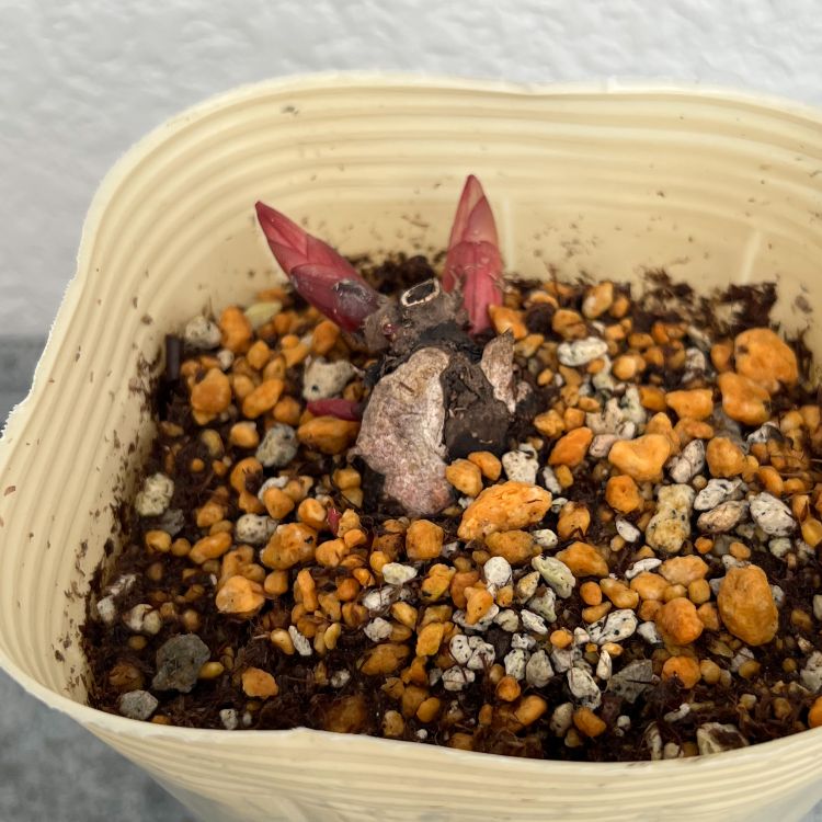 シャクヤク 芍薬 ホワイトサラベルナール 12cmポット 苗 園芸