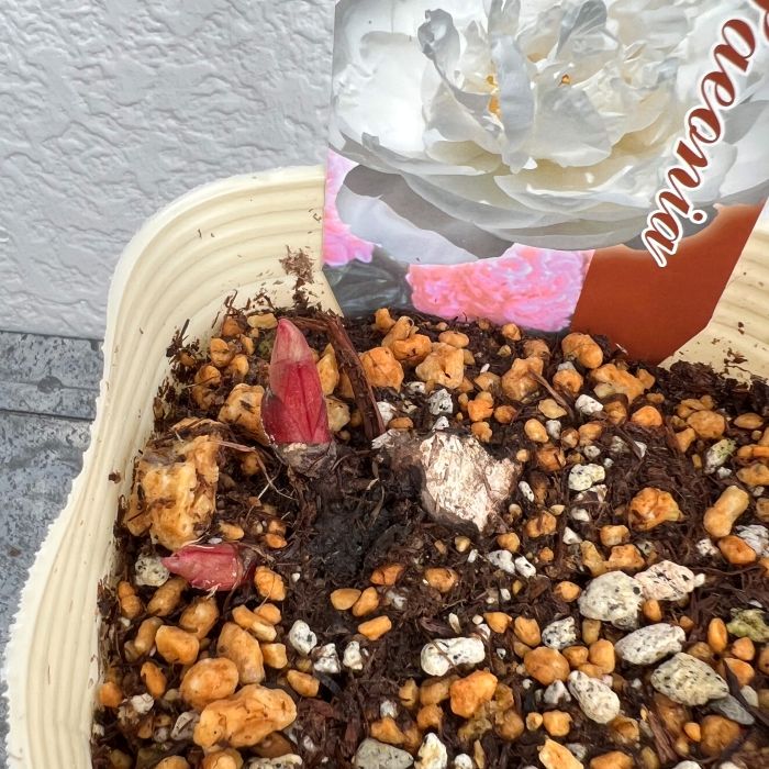 シャクヤク 芍薬 ミスアメリカ 12cmポット 苗 園芸 ガーデニング