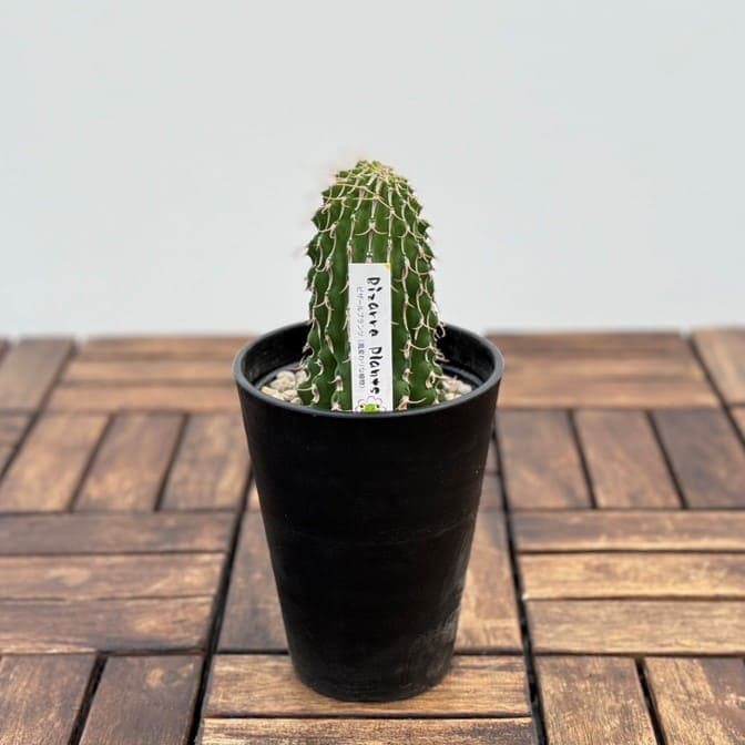 ユーフォルビアコルムナリス 群生 台付 ユーフォルビア コルムナリス 接木おろし 4号プラ鉢 園芸 通販