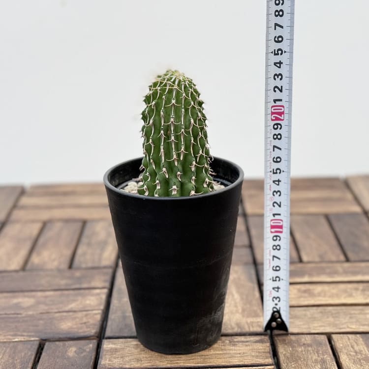 ユーフォルビア コルムナリス 接木おろし 4号プラ鉢 園芸 通販 greenery