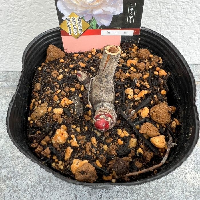 シャクヤク 芍薬 波の華 12cmポット 苗 園芸 ガーデニング 通販 greenery