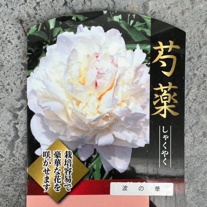 シャクヤク 芍薬 波の華 12cmポット 苗 園芸 ガーデニング 通販 greenery