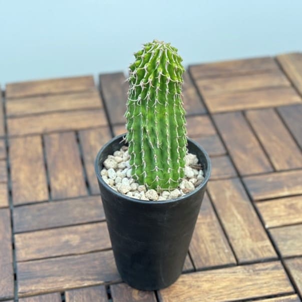 ユーフォルビア コルムナリス 接木おろし 4号プラ鉢 園芸 通販