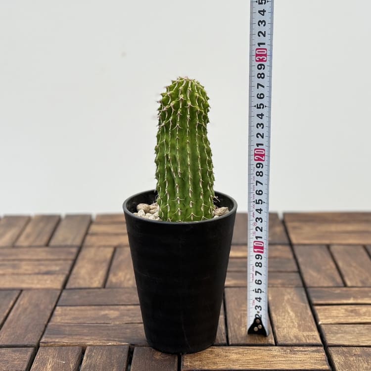 ユーフォルビアコルムナリス 群生 台付 9605fb73ff951cb3184bffb7a3e125