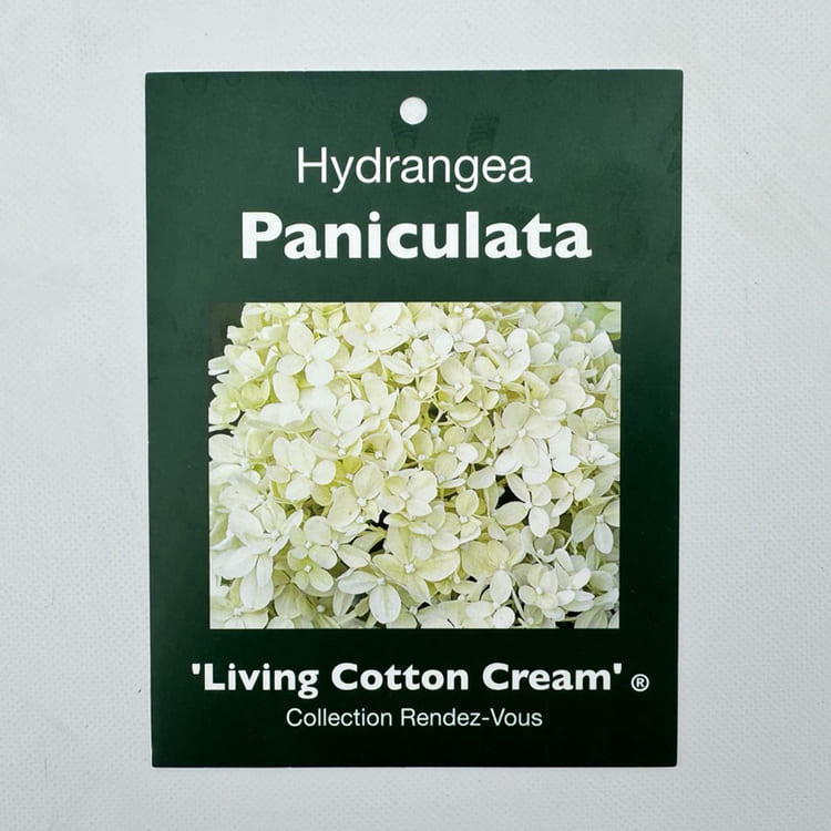 ハイドランジア・パニキュラータ 「リビング コットンクリーム」 10.5