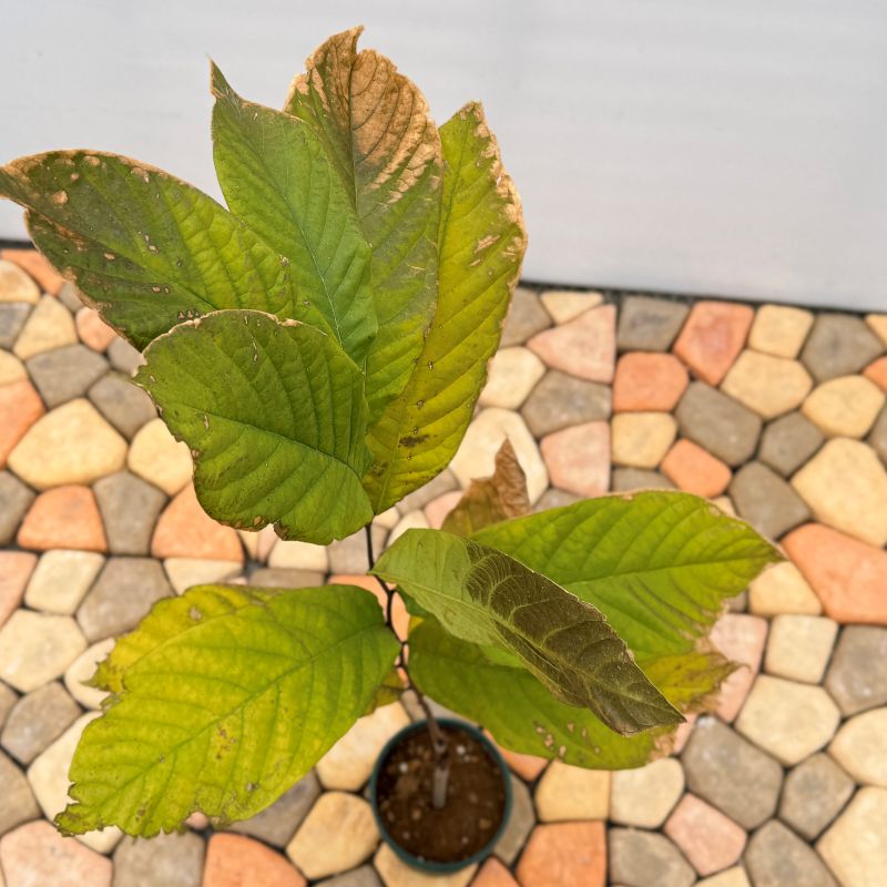 ポポー「スイートアリス」 5号プラスチック鉢 果樹 通販 greenery