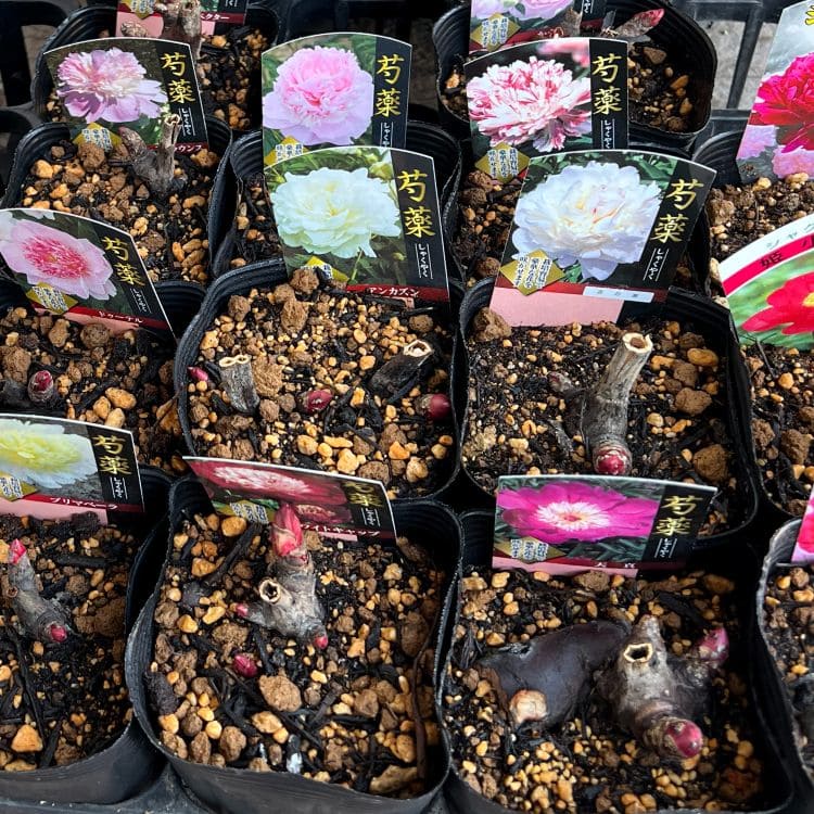 シャクヤク 芍薬 漁火 12cmポット 苗 園芸 ガーデニング 通販