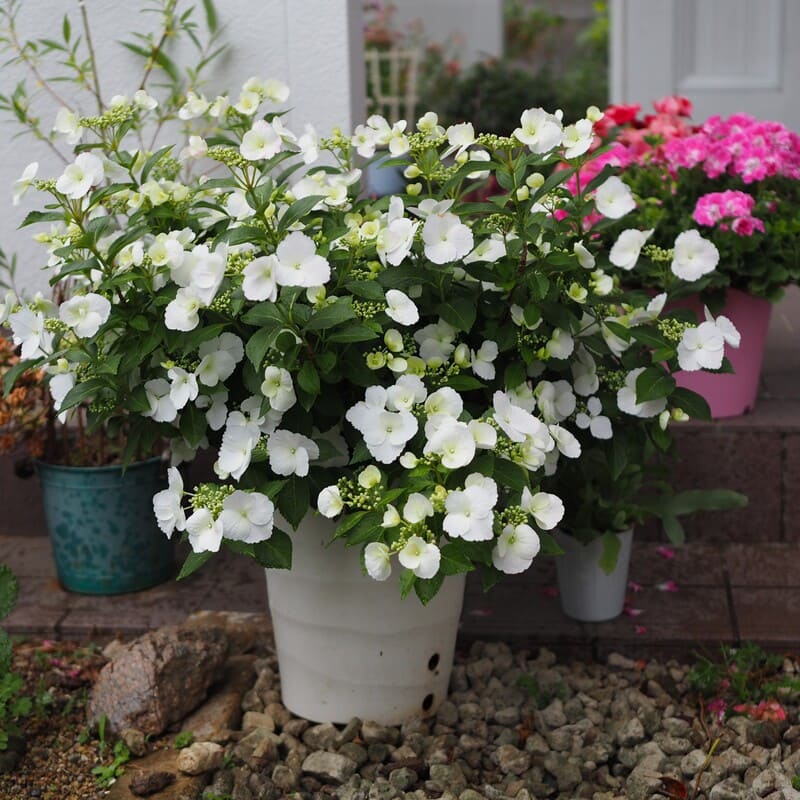 アジサイ 「ラグランジア ブライダルシャワー」 苗 花 プラ鉢植え 植物