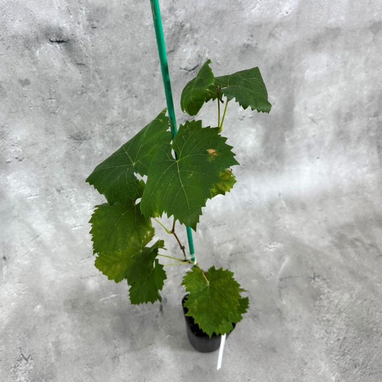 シャインマスカット苗3年のおすすめ人気商品一覧 通販 - Yahoo