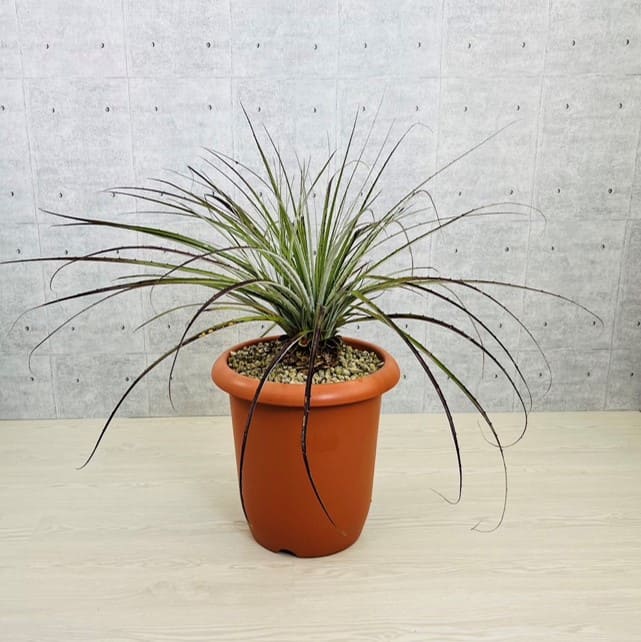 プヤ　アルペストリス　No.96 5分頭 プヤ アルペストリス