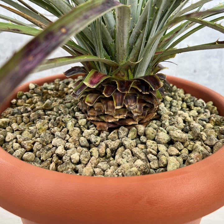 プヤ　アルペストリス　No.96 5分頭 2025年最新】プヤ アルペストリスの人気アイテム - メルカリ