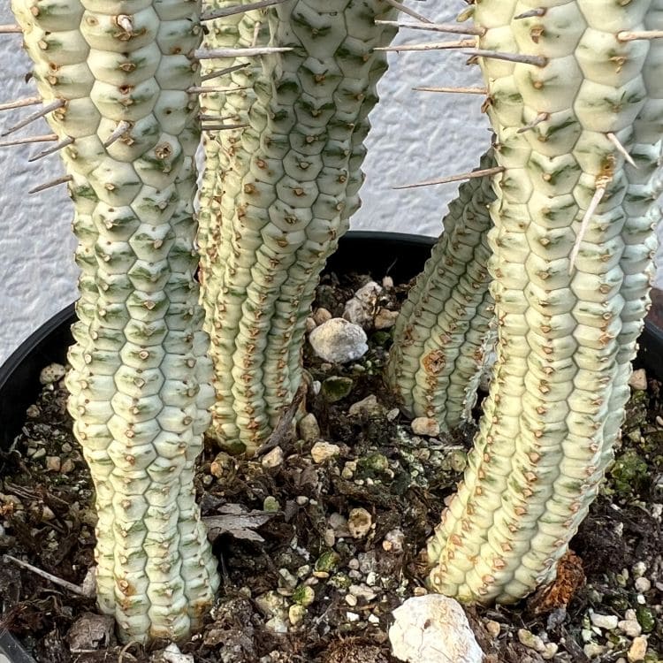 ユーフォルビア「白樺麒麟」 シラカバキリン しらかばきりん ミルク