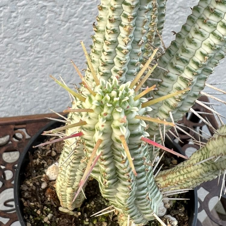 ユーフォルビア「白樺麒麟」 シラカバキリン しらかばきりん ミルク