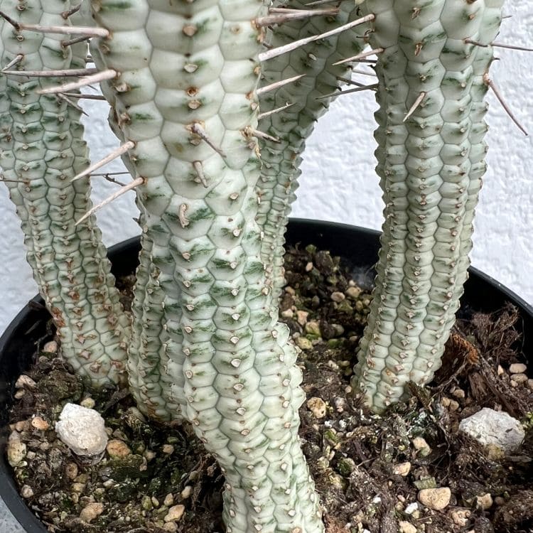 ユーフォルビア「白樺麒麟」 シラカバキリン しらかばきりん ミルク