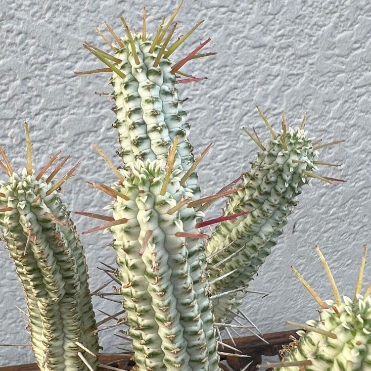 白樺キリン ユーフォルビア 多肉植物 吊り仕様　SOLSO ユーフォルビア「白樺麒麟」 シラカバキリン しらかばきりん ミルク