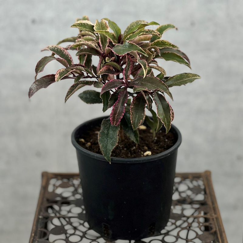 マンリョウ(万両) 苗 （万両苗 マンリョウ 3株纏めて （マンリョウ 赤  