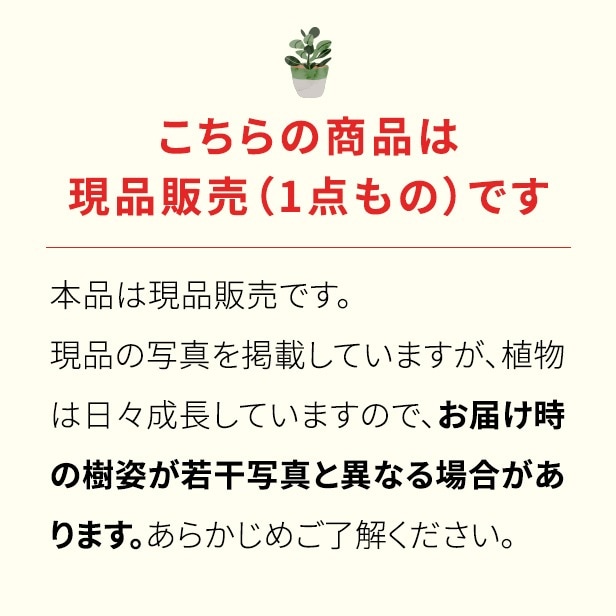 アボカド「メキシコーラ」 5号ポット苗 果樹 通販 greenery