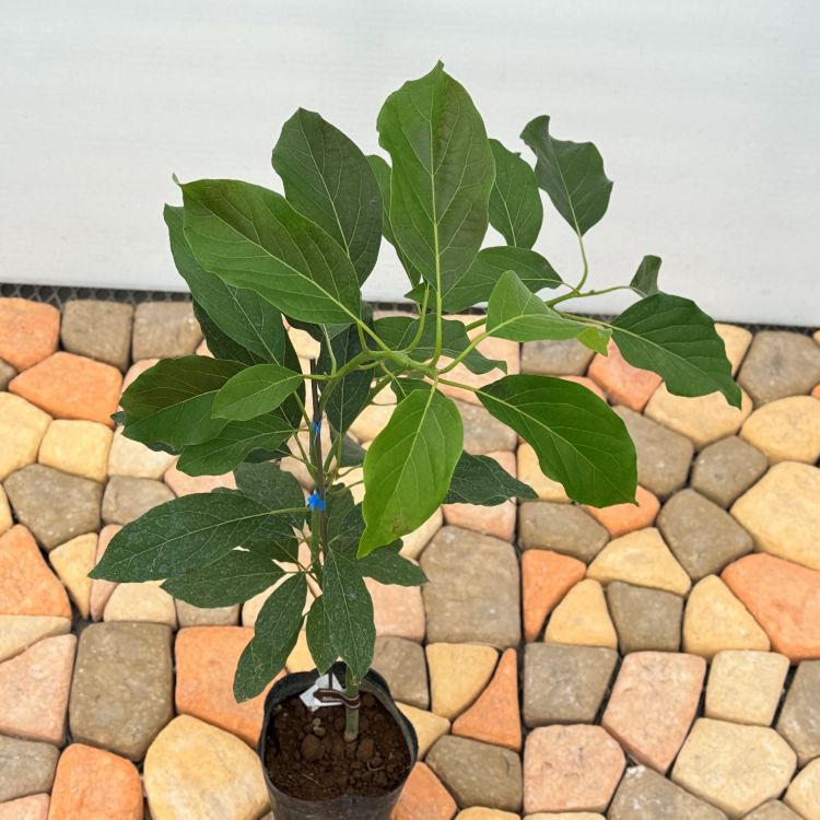 アボカド「メキシコーラ」 5号ポット苗 果樹 通販 greenery
