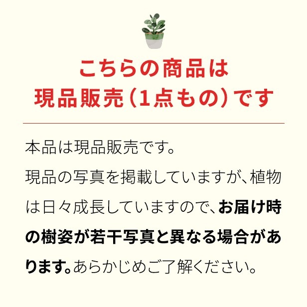 エスポストア「幻楽」 9cm鉢植え/グリーン 園芸 通販 greenery