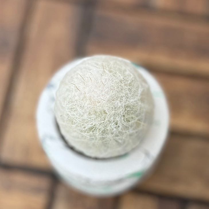 エスポストア「幻楽」 9cm鉢植え/グリーン 園芸 通販 greenery