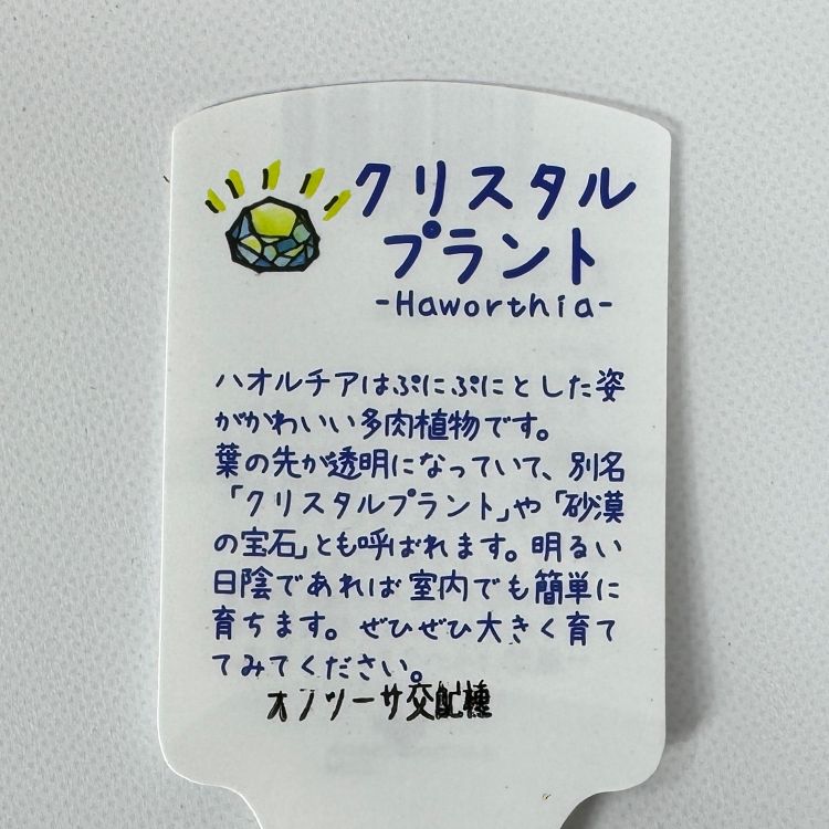 ハオルチア オブツーサ 交配種 10cm鉢 苗 園芸 ガーデニング 通販 greenery