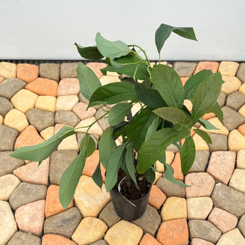 アボカド「リード」 5号ポット苗 果樹 通販 greenery