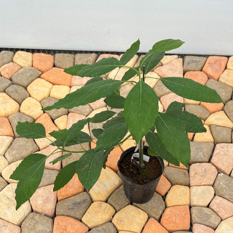 アボカド「フェルテ」 5号ポット苗 果樹 通販 greenery