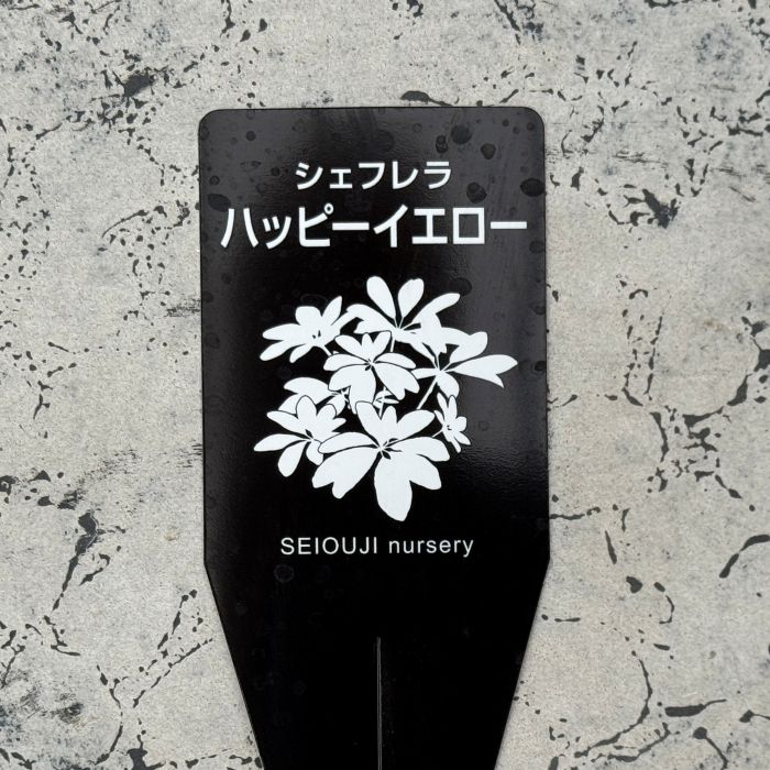 シェフレラ ハッピーイエロー 4号 プラスチック鉢 苗 苗木 通販 greenery