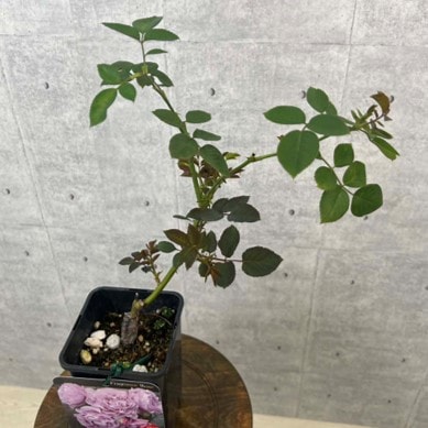 バラ「エターナル」<br>角鉢(直径10cm×高さ16cm)