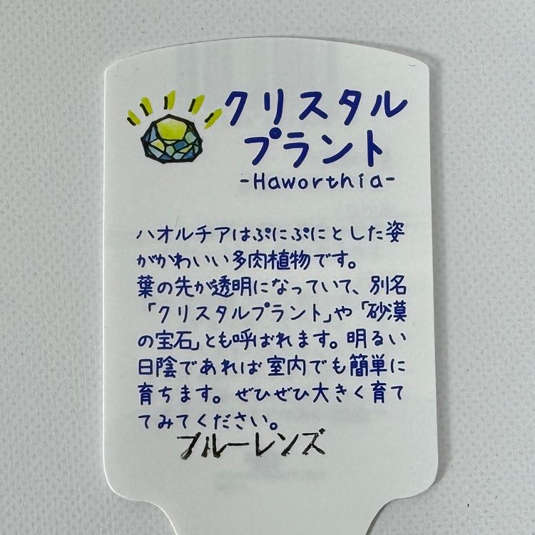 ハオルチア ブルーレンズ 10cm鉢 苗 園芸 ガーデニング 通販 greenery