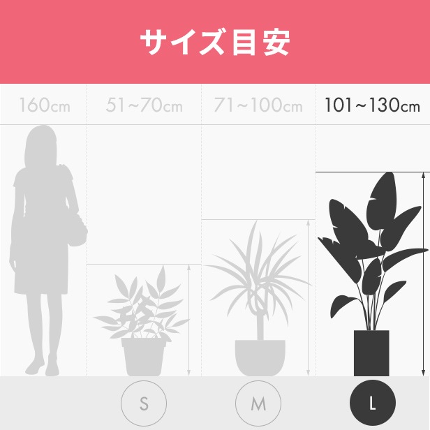 レウコフィルム 10号 プラスチック鉢 園芸 花 通販 greenery