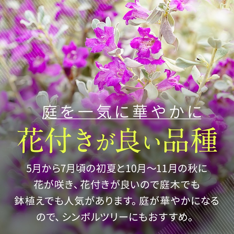 レウコフィルム 10号 プラスチック鉢 園芸 花 通販 greenery