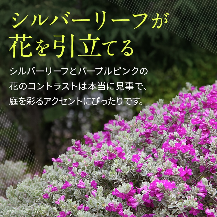 レウコフィルム 10号 プラスチック鉢 園芸 花 通販 greenery