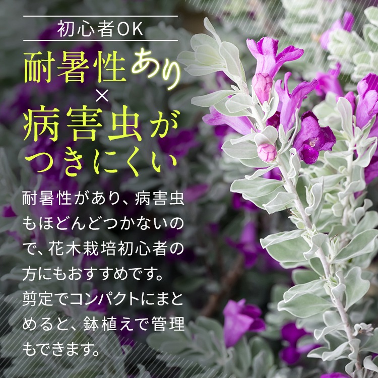 レウコフィルム 10号 プラスチック鉢 園芸 花 通販 greenery